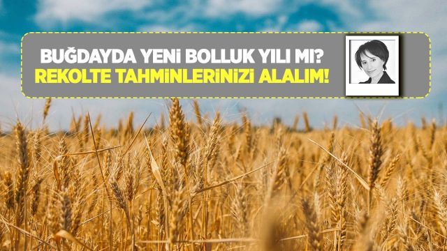 Buğdayda yeni bolluk yılı mı? Rekolte tahminlerinizi alalım!