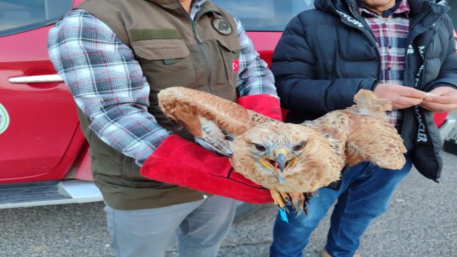 Tedavisi tamamlanan kızıl şahin doğaya salındı