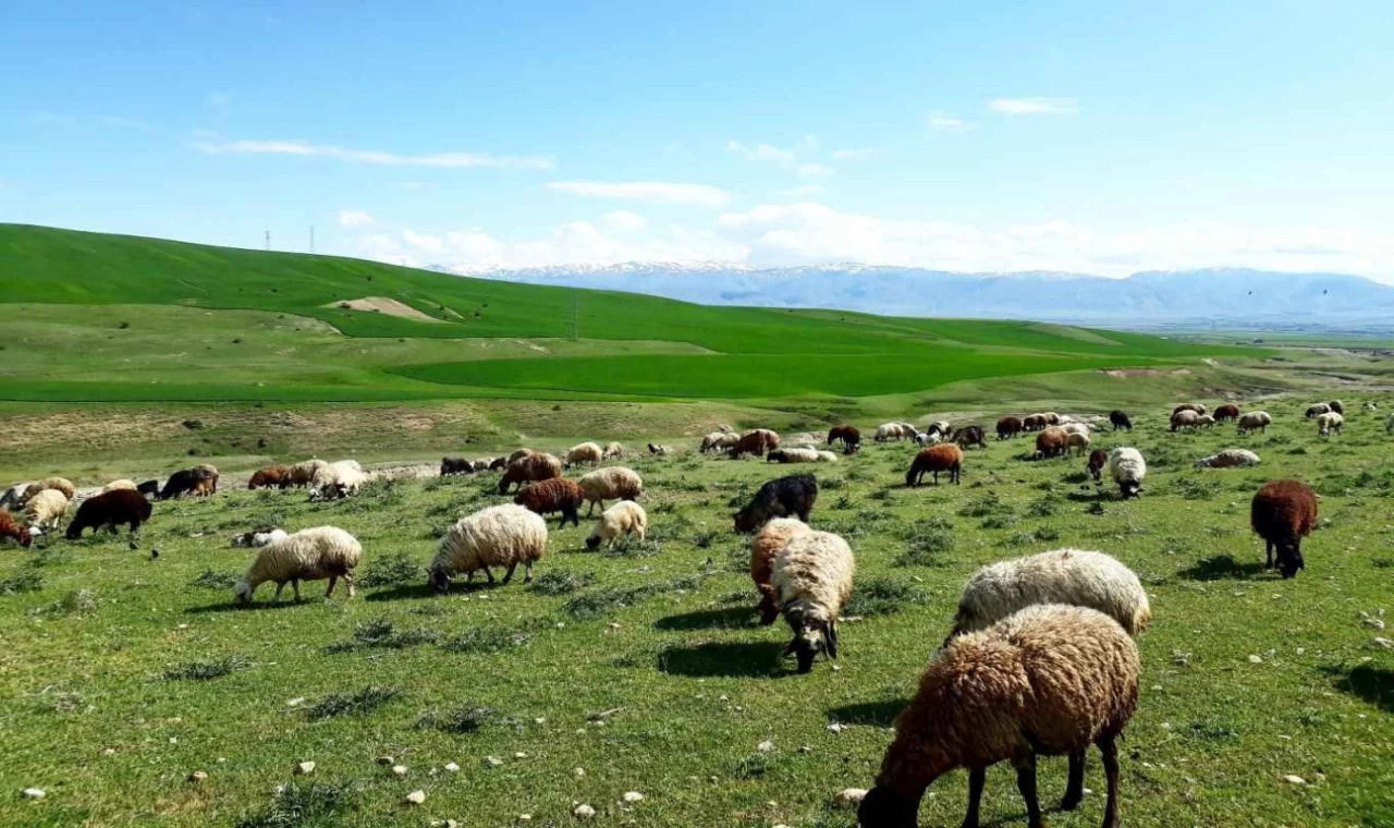 TOKİ, Şanlıurfa’da meralara el koydu