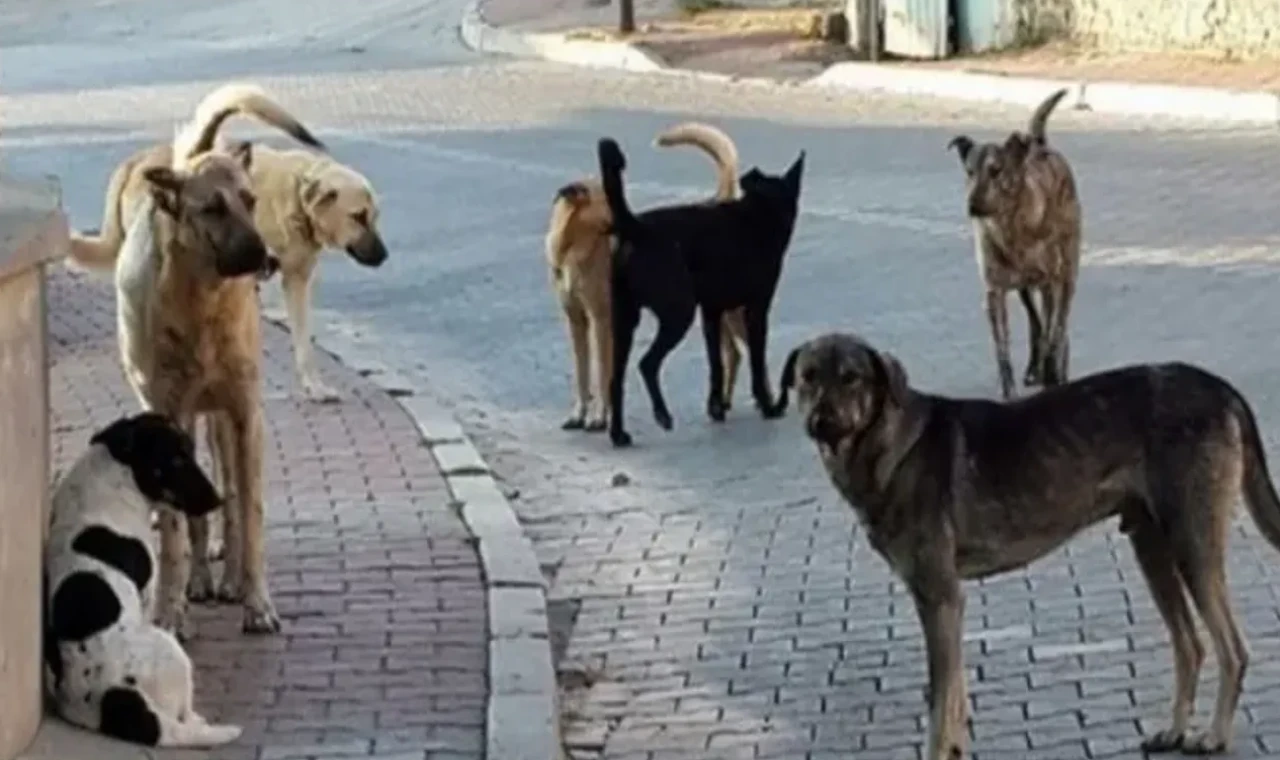 Şanlıurfa'da başıboş köpek vahşeti!