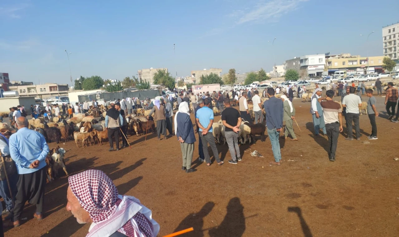 Şanlıurfa'da hayvan pazarı canlandı!