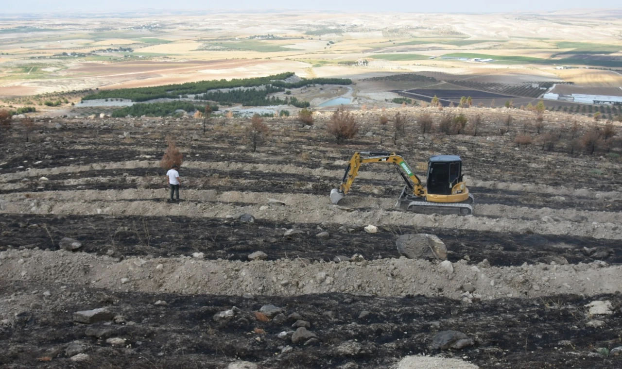 Şanlıurfa'da yanan alanlar yeniden yeşillendiriliyor