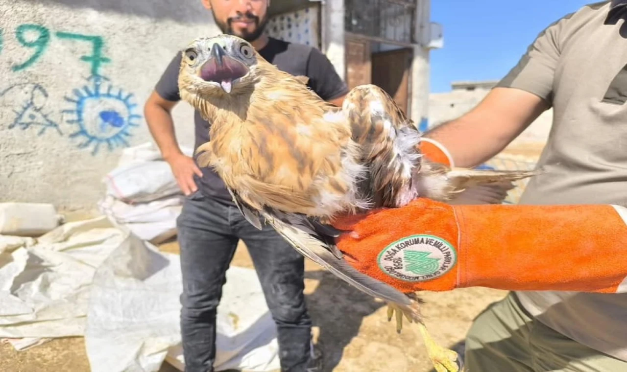 Şanlıurfa'da yaralı kartal tedavi altına alındı