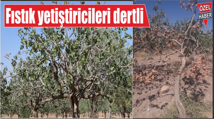 Fıstık yetiştiricileri dertli