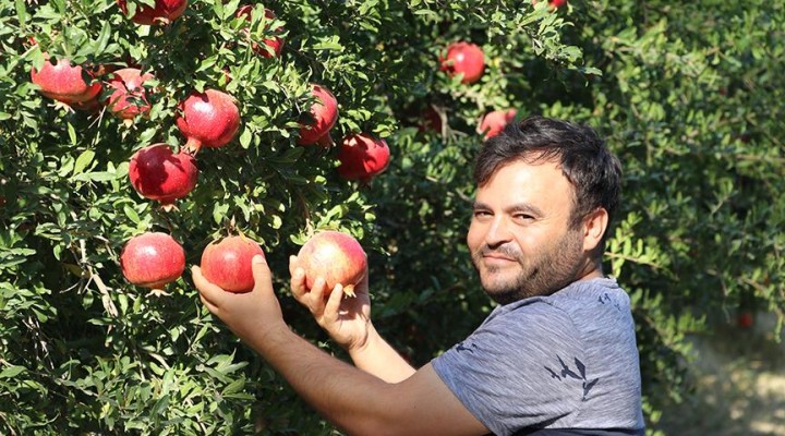 Dalında satılan 'Hicaz narı' çiftçinin yüzünü güldürdü