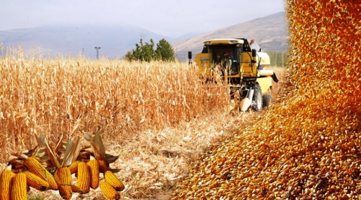 Mısır Üretiminde  Şanlıurfa kaçıncı sırada yer aldı