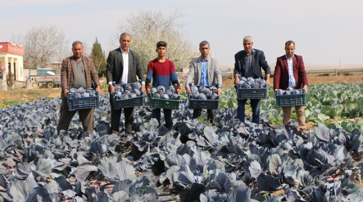 Modern tarım meyveleri vermeye başladı