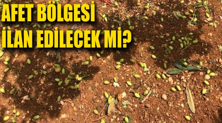 Fıstık üreticilerinin mağduriyeti giderilecek mi?