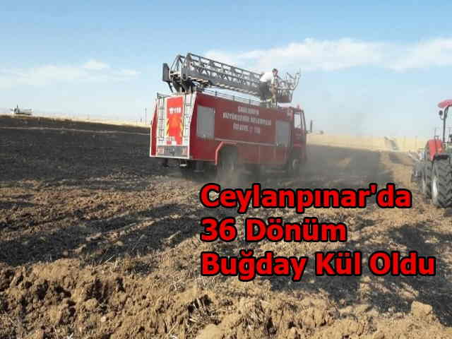 36 Dönüm Buğday Kül Oldu