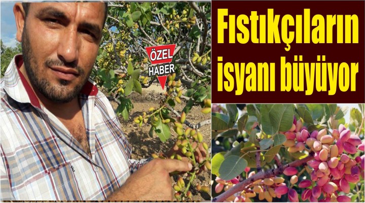 Fıstıkçıların isyanı büyüyor