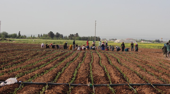 Kısıtlamada muaf tutulan çiftçiler üretime devam etti