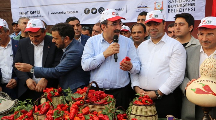 Şanlıurfa'da isot festivali