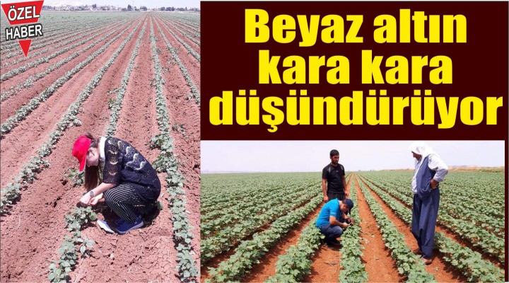 Beyaz altın kara kara düşündürüyor