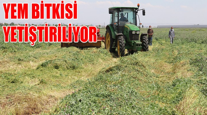 Verimli araziler, hayvancılığı da canlandırıyor