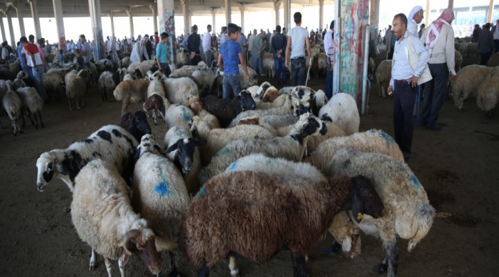 Büyük kentlerin, küçükbaş kurbanlıkları Şanlıurfa'dan