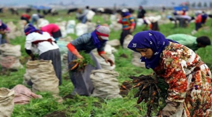 Mevsimlik tarım işçilerine yeni proje