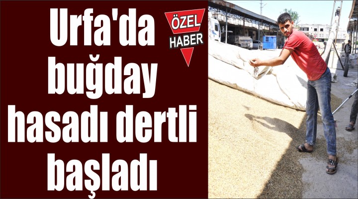 Urfa'da buğday hasadı dertli başladı