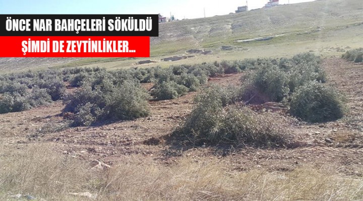 Urfa’da zeytinlikler gidiyor..!