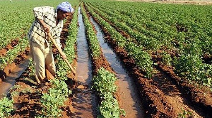 Urfa çiftçisini üzen haber