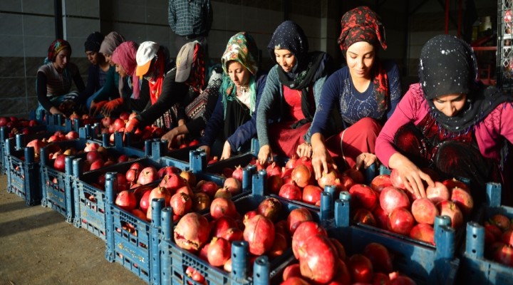 Devlet desteğiyle soğuk hava deposu kurup ihracata başladı