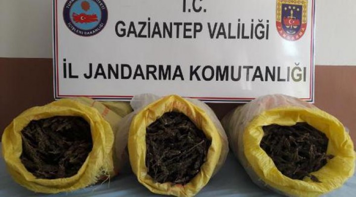 Gaziantep'te 15 kilo 630 gram esrar ele geçirildi