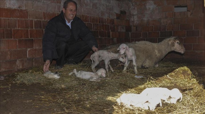 Tek batında 6 kuzu doğurdu