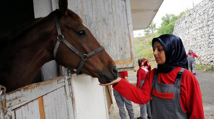 Şanlıurfa'da kadın seyisler yetişecek