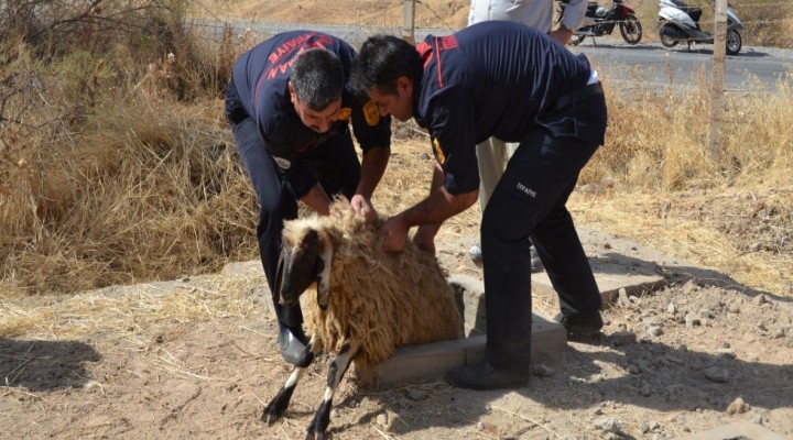 Arıtma kuyusuna düşen 37 koyun kurtarıldı