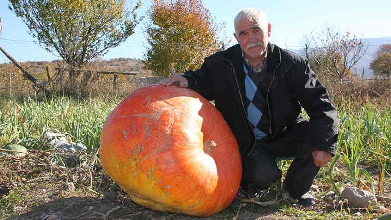 96 kilogramlık kabak görenleri şaşırtıyor