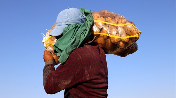 Suya kavuşan Suruç Ovası'nda patates hasadı