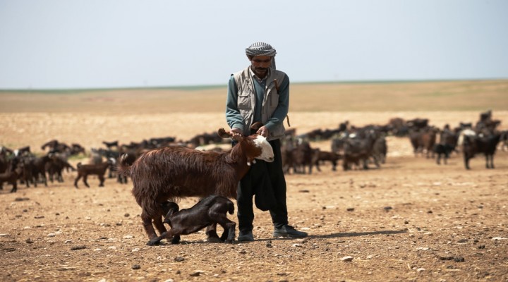 Besiciler bahardan umduğunu bulamadı