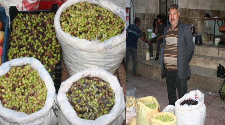 Yeşil zeytin tezgahlarda görücüye çıktı