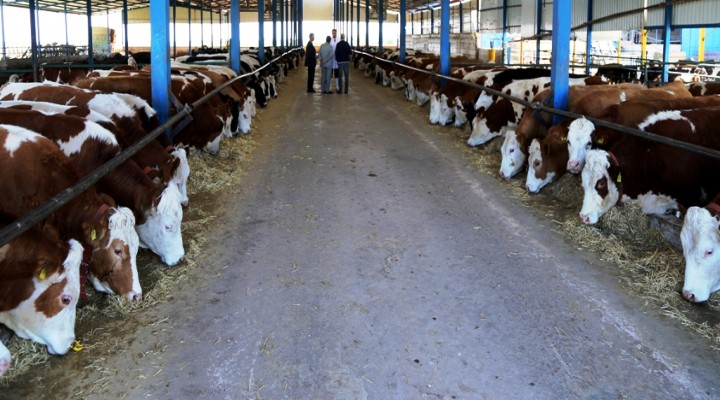 Türkiye'nin yem açığını pamuk tarlaları azaltacak