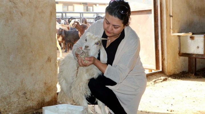 Kadın girişimci hibe desteğiyle keçi çiftliği kurdu