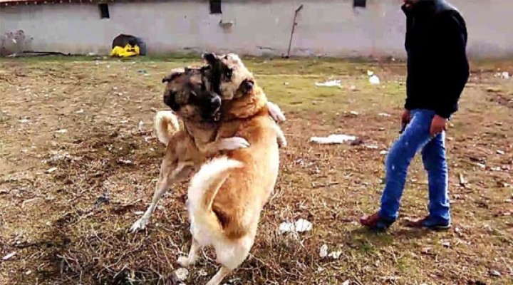 İnternet üzerinden köpek dövüşü organize edenlere baskın!