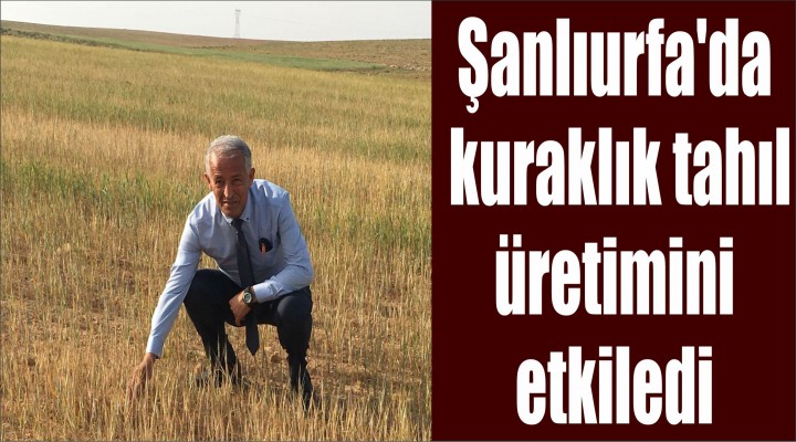 Şanlıurfa'da kuraklık tahıl üretimini etkiledi