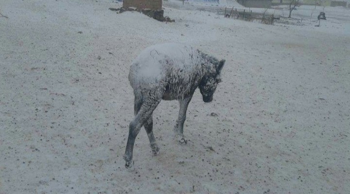 Şanlıurfa’da eşekler yine dondu