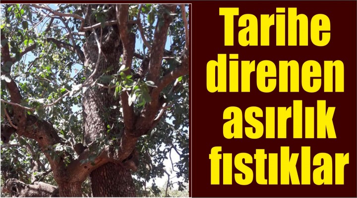 Tarihe direnen asırlık fıstıklar