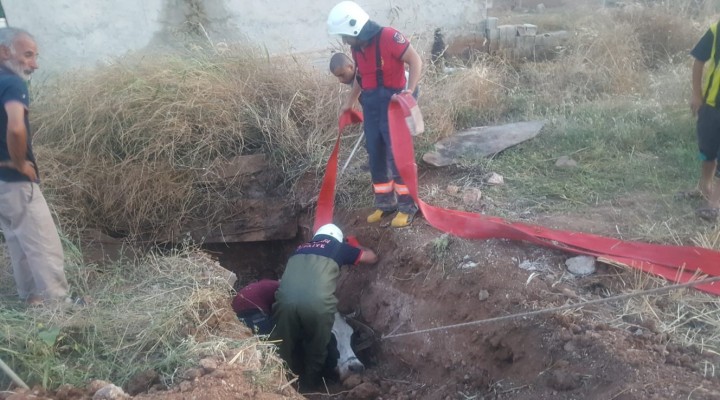 İneği kurtarmak için seferber oldular