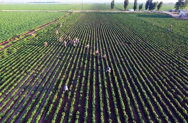 Akçakale'de 145 bin kök kenevir