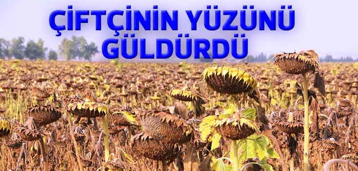 Ayçiçeği çiftçinin yüzünü güldürdü