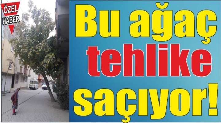 Bu Ağaç Tehlike Saçıyor!