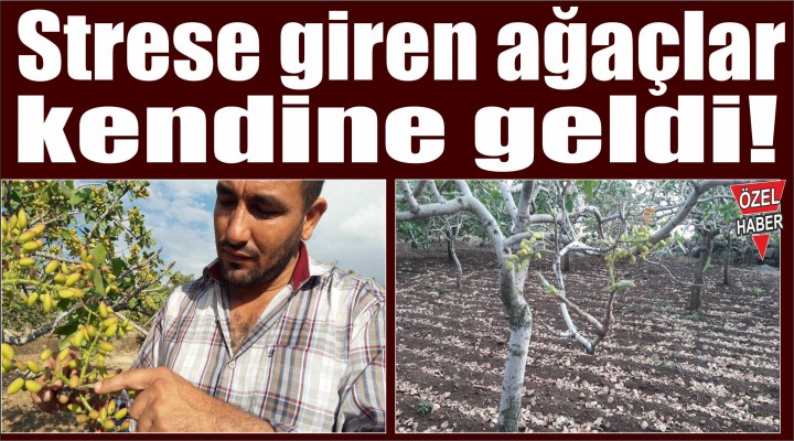 Strese giren ağaçlar kendine geldi!