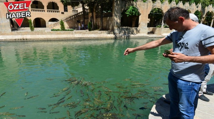 'Diğer iller Urfa’yı kıskanmalıdır'