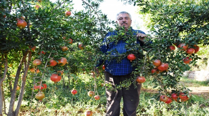 Narında rekolte beklentisi yüksek