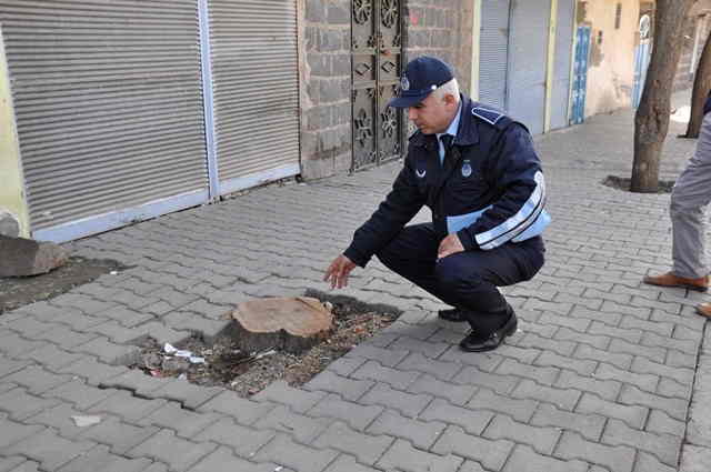 Bir ağaç kesti, 30 fidan dikecek