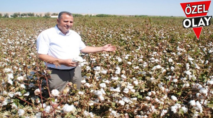 Pamuk’ta rekor beklentisi