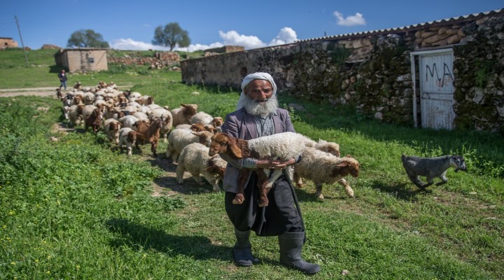 5 bin lira aylığa çoban bulamıyorlar