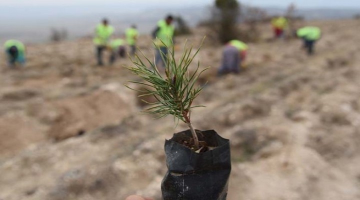 Şanlıurfa'da toprakla buluşan fidan sayısı açıklandı