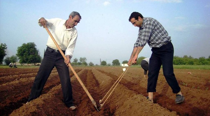 Akçakaleli pamuk üreticisine 135 milyon lira destek